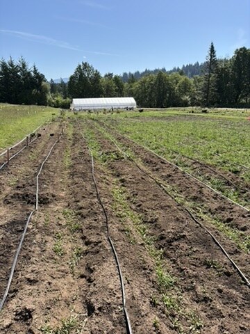 Irrigation lines running down cultivated farm rows with a hoop house in the distance.