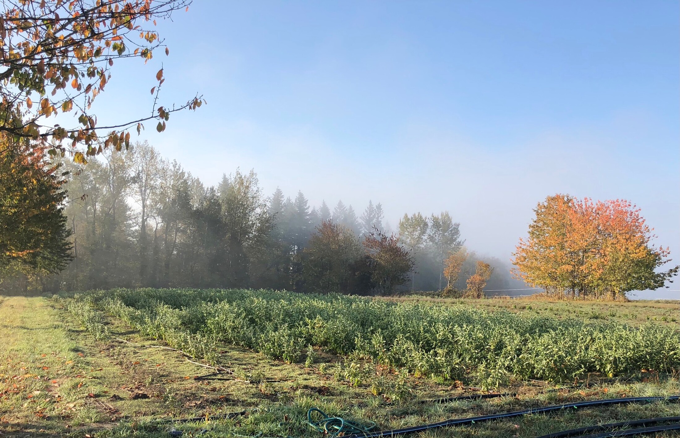 Portland Ashwagandha Farm field rows in morning light with irrigation lines and trees.