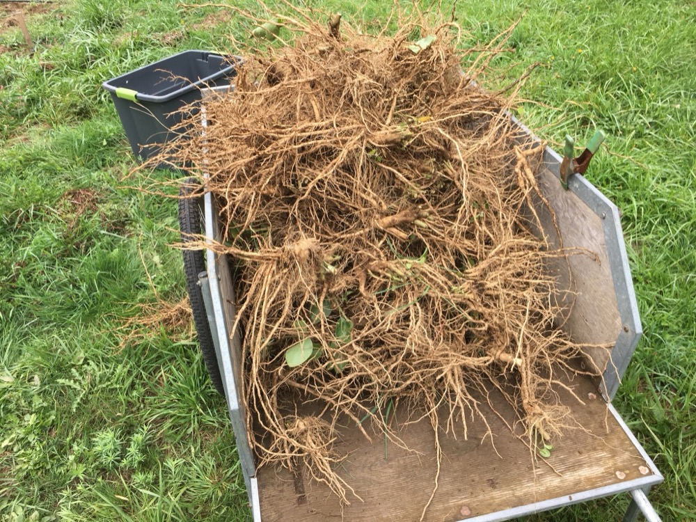 Freshly harvested ashwagandha roots piled in a farm cart.